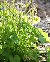 Fjällsyra har krispiga blad som är rika på C-vitamin.