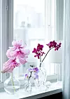 Stänglar av brudorkidé står i två glasvaser i kristall på en fönsterbräda, bredvid står en stängel av rosa rosenskärm i glasvas.