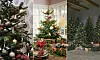 Julgranar med avskalat julpynt.