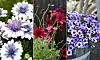 Blommor