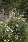 Blommande perennrabatt intill ett trästaket vid en lummig trädgård
