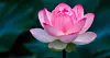 Rosa lotusblomma i närbild mot en mörkgrön, oskarp bakgrund.