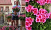 Man på balkong omgiven av krukor med rosa pelargoner samt närbild på blommorna.