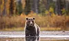 Brunbjörn står i grunt vatten med höstfärgad skog i bakgrunden.