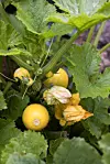 Gula runda squashfrukter och blommor bland täta gröna blad i en odlingsbädd.