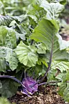 Lila kålrot med stora gröna blad växer i en jordbädd utomhus.