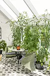 Ljust orangeri med höga tomatplantor, bord och två flätade stolar.