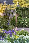 Blåregn och perenner blommar intill en murad trädgårdsgång i RHS Garden Wisley.