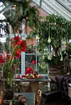 hängande amaryllis
