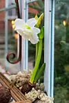 Amaryllis av sorten 'Alfresco'