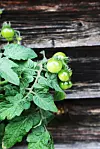 Grön tomatplanta med omogna tomater framför väderbiten trävägg.