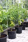 Rader av tomatplantor med gröna och mogna frukter i svarta krukor i ett växthus.