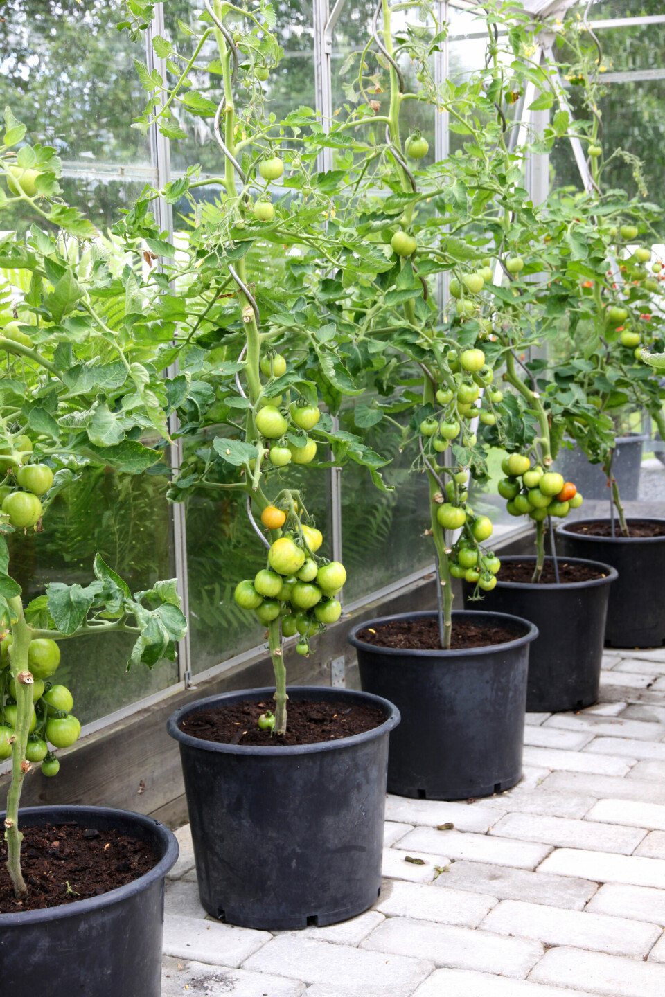 Lyckas Med Tomatodling Fr n Fr Till Sk rd I Sverige lyckas-med-tomatodling-fr-n-fr-till-sk-rd-i-sverige