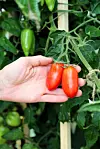 Hand som håller två röda plommontomater på planta i grönska.