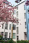 Ljus putsad innergårdsfasad med höga fönster och ett rosa blommande träd i förgrunden.