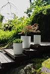 Tre vita krukor med gröna växter står på en solbelyst trätrappa i lummig trädgård.