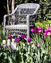 Flätad trädgårdsstol bakom rabatt med lila och vita tulpaner i solsken