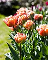 Orange dubbelblommande tulpaner i soligt blomsterland med grön bakgrund.