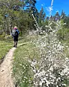 Person med ryggsäck går på smal stig bredvid vitblommande buske i skog