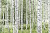 Täta vita björkstammar omgivna av grön undervegetation i skog.