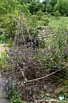 En trädgårdsrabatt med en pyramid av grenar som växtstöd bland gröna buskar och blommande perenner.