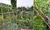 Tre trädgårdsbilder visar växtstöd av grenar runt gröna plantor, med en rabatt och blommande växter.