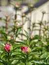 Rosafärgade blomknoppar och gröna blad i förgrunden med suddig bakgrund av växthus eller husvägg.