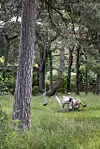Lummig trädgård med högt gräs, tallar och en person som sitter i en vit stol.