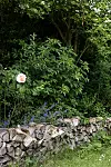 Rosa blomma framför grön buskage och staplad ved i en trädgård.