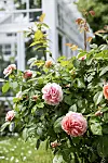 Rosa rosor och gröna blad framför ett orangeri med vita fönster.