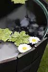 Närbild av en rund vattenspegel med flytande blad och två vita blommor med gula mittpunkter.