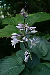 En blommande hosta med ljuslila blommor och stora gröna blad mot mörk bakgrund.