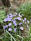 En låg planta med små lila blommor och smala gröna blad i en trädgårdsbädd.