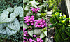 Tre olika skuggtåliga växter visas i nära vy: silverfärgade blad, rosa blommor och gröna blad.