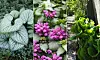 Tre olika skuggtåliga växter visas i nära vy: silverfärgade blad, rosa blommor och gröna blad.