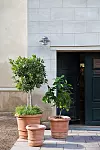 Entré med två stora terrakottakrukor med små träd och en mindre tom kruka framför en ljus fasad.
