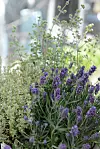 Lavendel och andra örter växer i täta krukor framför en suddig bakgrund.