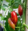 Närbild av röda och gröna tomater som hänger på en tomatplanta med bladverk.