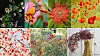 Collage med flera bilder av färgstarka blommor och växter i rosa, rött, orange och grönt.