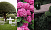 Kollage med formklippt träd, rosa blommor och en mörkgrön trädgårdsmiljö med bänk och växter.