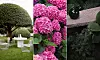 Kollage med formklippt träd, rosa blommor och en mörkgrön trädgårdsmiljö med bänk och växter.