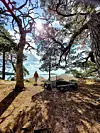 En person står på en skogsklädd strand med utsikt mot havet under soliga förhållanden.