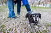 En svart hund med grå nos går bland små rosa blommor med en person i jeans bakom.