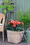 En blommande dahlia i flätad korgkruka står bredvid en vattenkanna och en stol.
