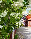 Vita blomklasar och gröna blad hänger över en grusgång vid ett rött hus.