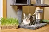 Tabbyfärgad kattunge ligger på en hylla i ett klösträd bredvid en bricka med kattgräs.