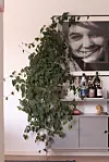 Stor grön klätterväxt framför vit hylla med flaskor och ett svartvitt porträtt på väggen.