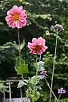 Två rosa dahlior med långa stjälkar mot en mörkgrön trädgårdsbakgrund.