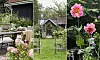 Trädgård med stol, bord, liten byggnad och rosa blommor i flera delar av bilden.