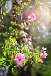 Rosa rosor och gröna blad i varmt solljus med mjuk, suddig bakgrund.